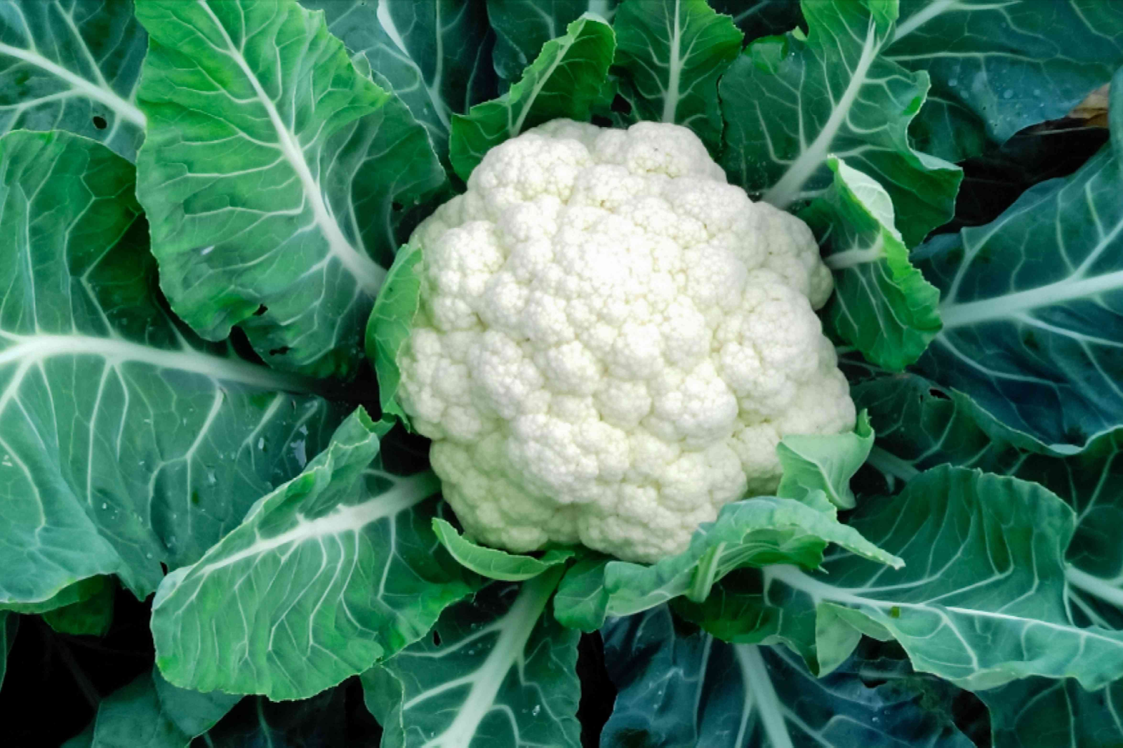 How to grow cauliflower: