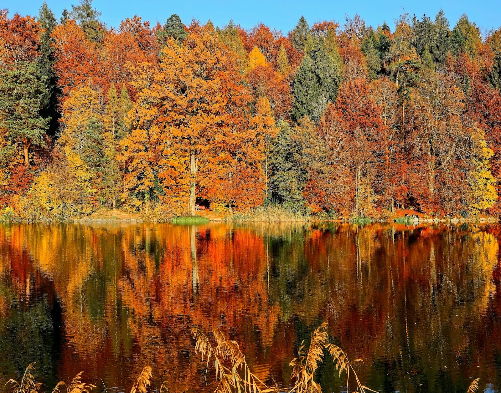 Fall trees over a lake