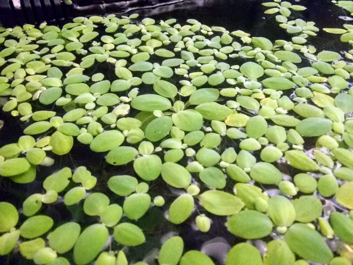 Live plants for Betta fish: Dwarf Water Lettuce.