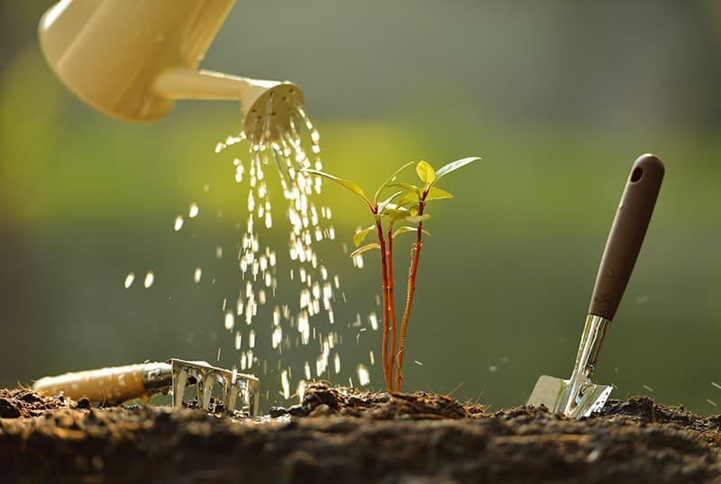 Fertilizing Young Plant