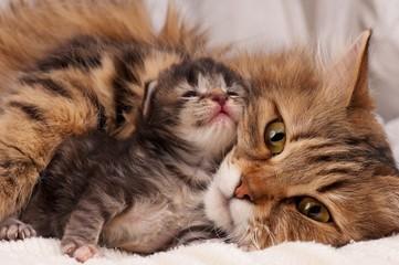 A cat and kitten lying on a blanket

Description automatically generated