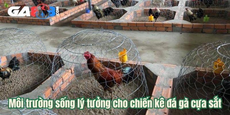 Môi trường sống lý tưởng cho chiến kê đá gà cựa sắt