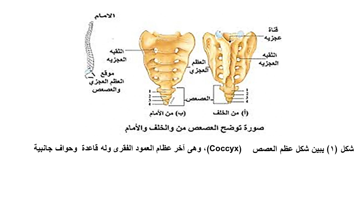 C:\Users\Lenovo\Desktop\صور لعجب الذنب\Slide2.PNG