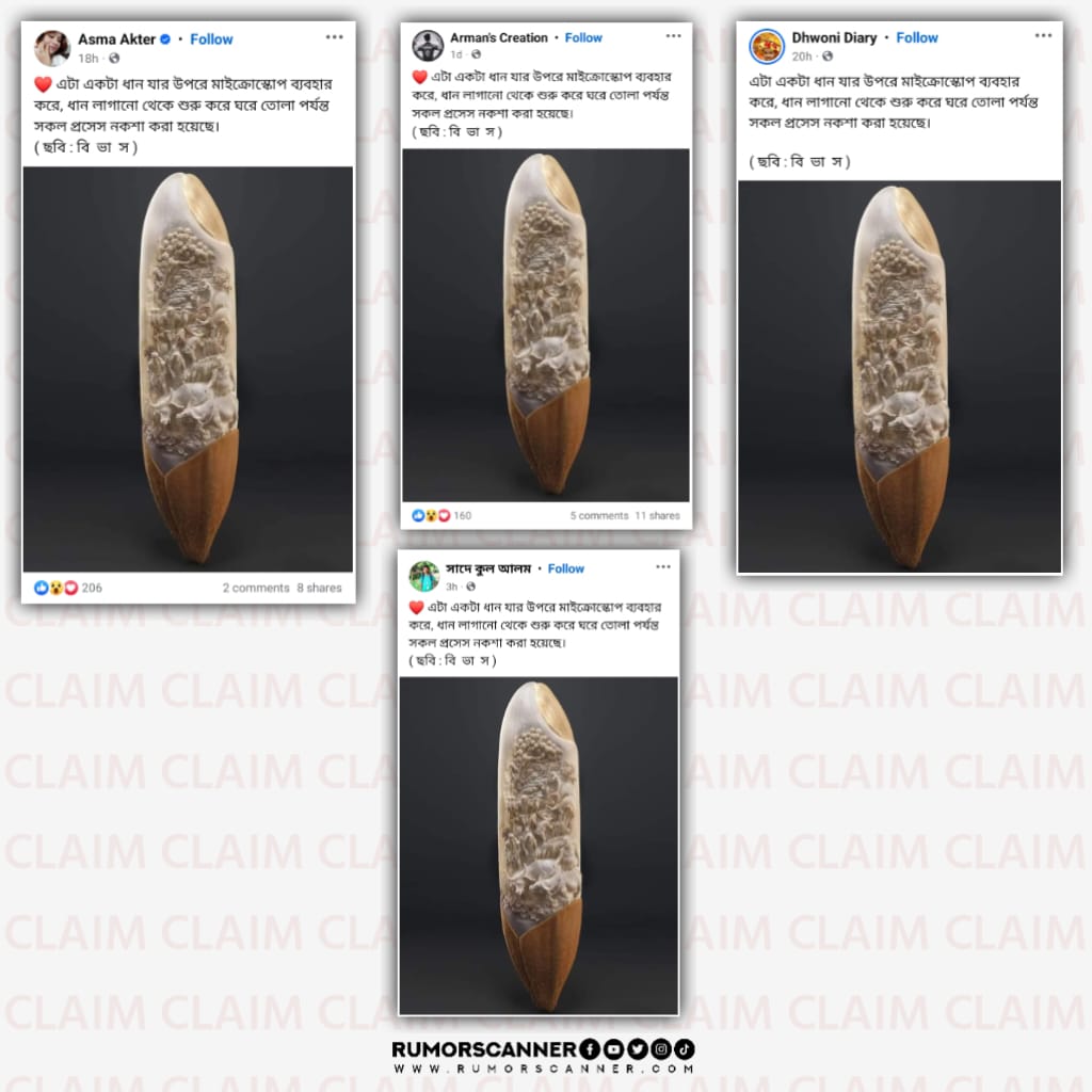 নকশাটি ধানের উপর