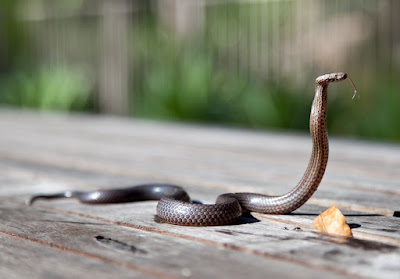 Siliguri: - Snake - Venom - Confiscated - By - The - Police -  Authorities