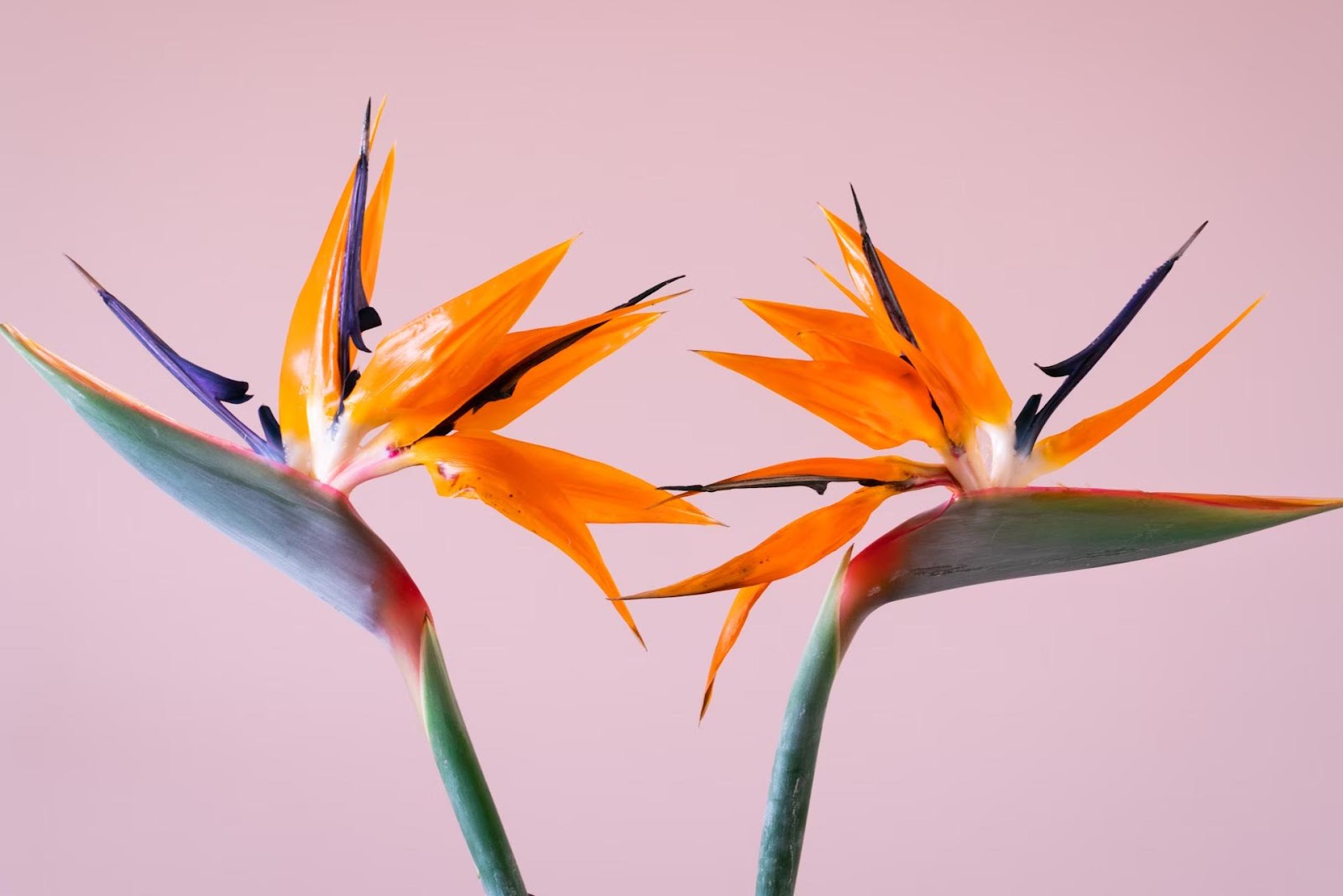 bird of paradise flowers