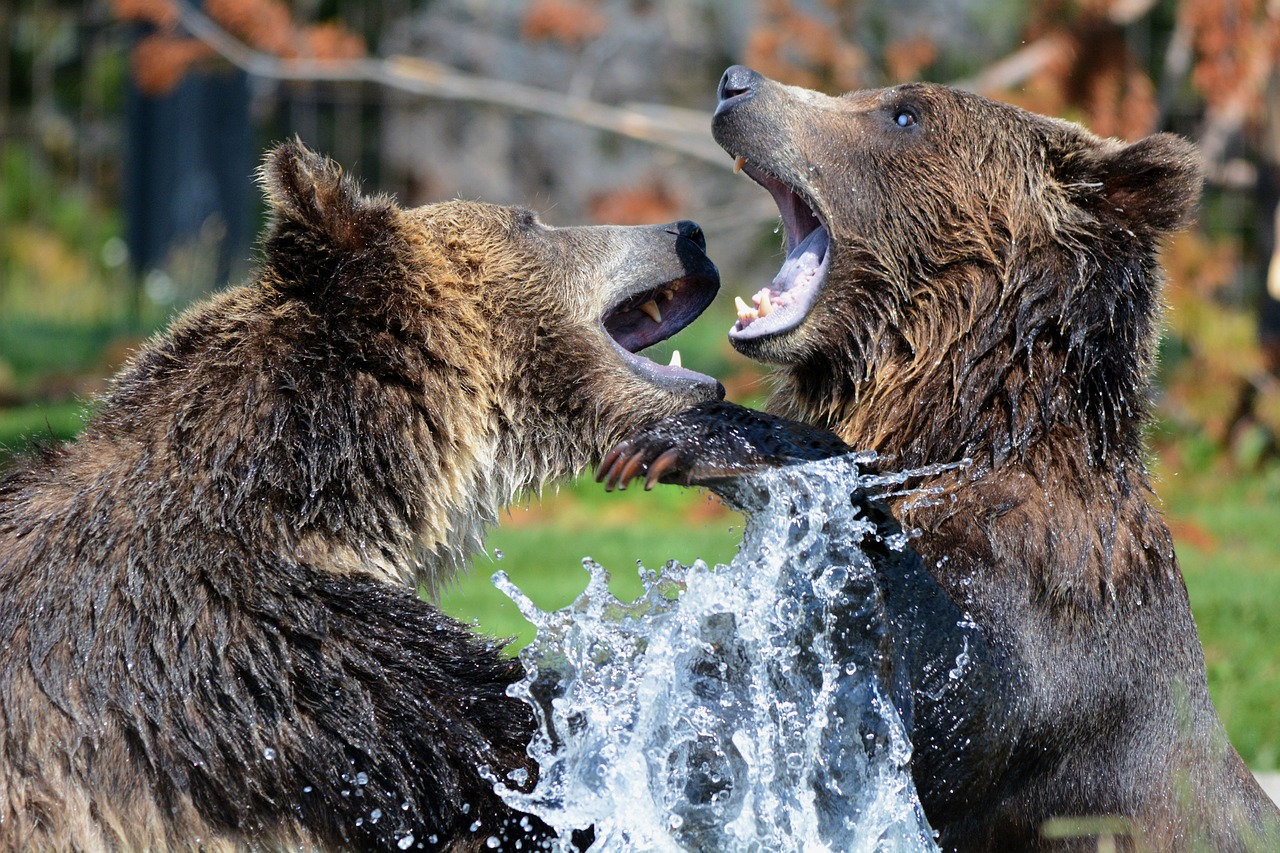 Two bears fighting. Nature scene in the background. 