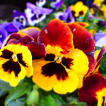 arabic flower name list
