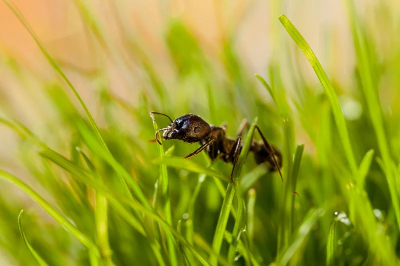 Ant Treatment for Grass