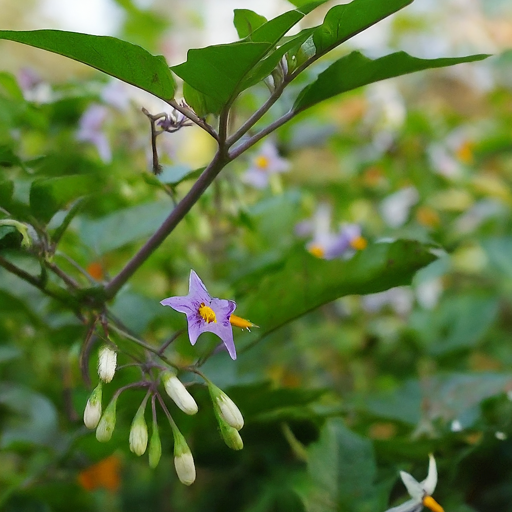 Nightshade Flowers