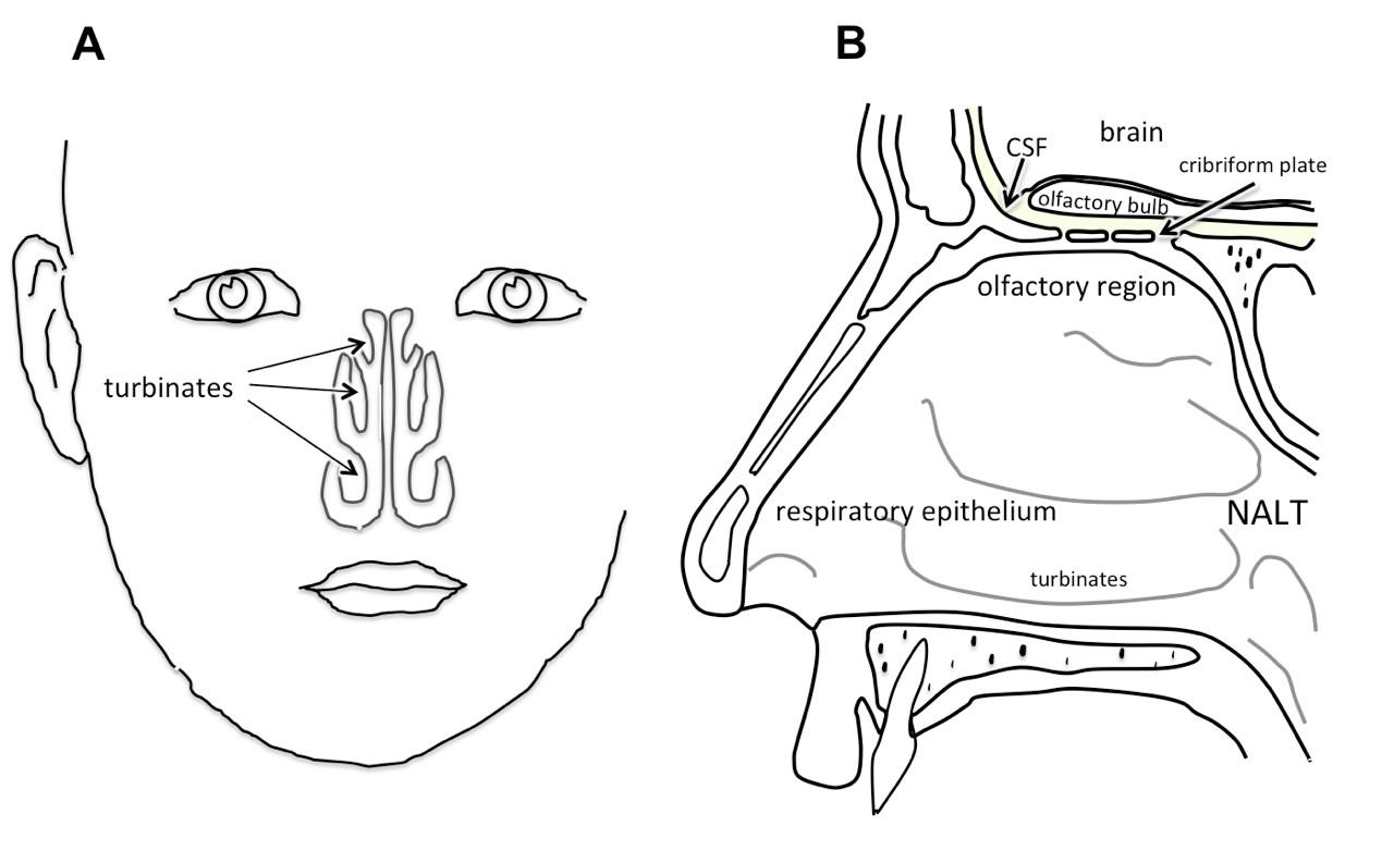 The figures shows longitudinal and lateral pharynx and nose sections. From the nasal concha, the inhaled air travels to the olfactory region at the roof of the nose from where it travels onwards to the brain.