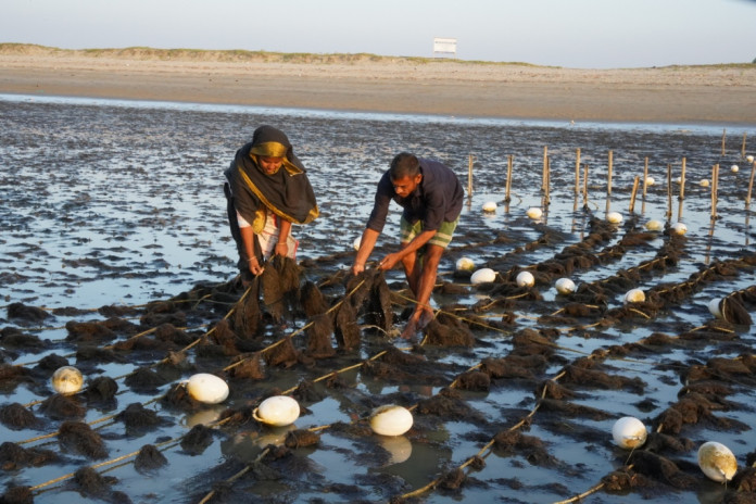 Seaweed Farmers in Cox’s Bazar