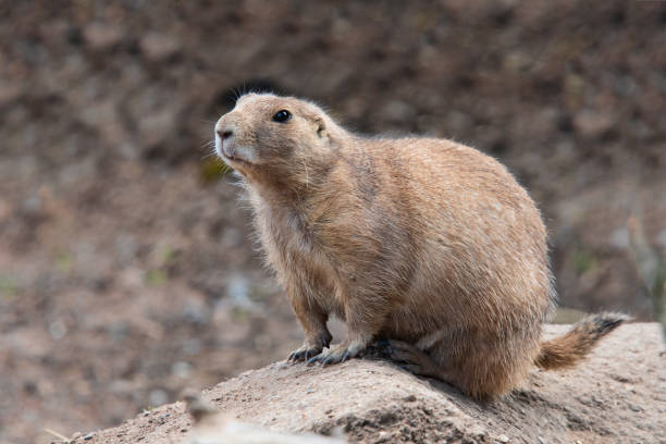 Black-Tailed Prairie Dog
