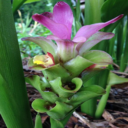 Black Turmeric