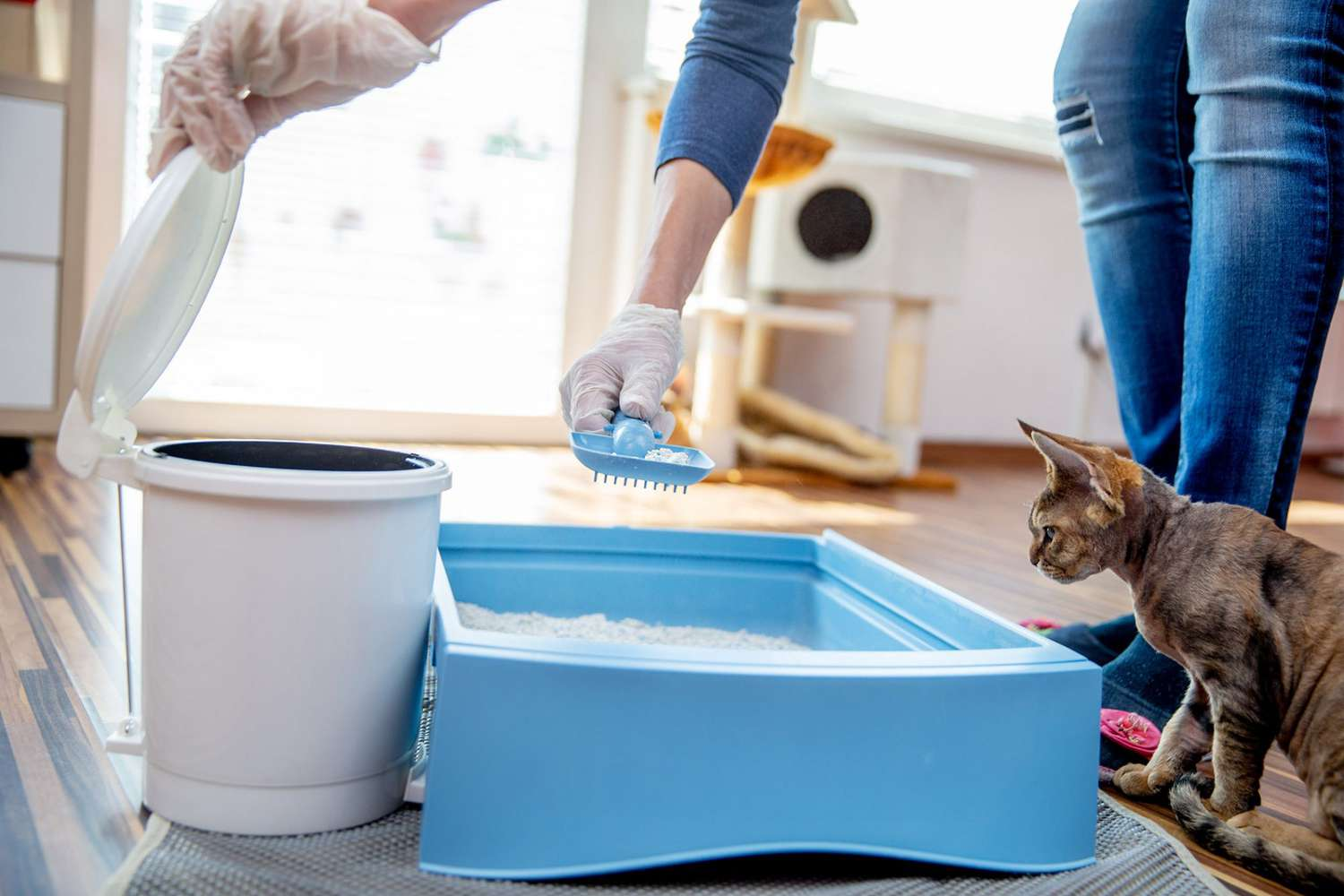 cleaning litter box
