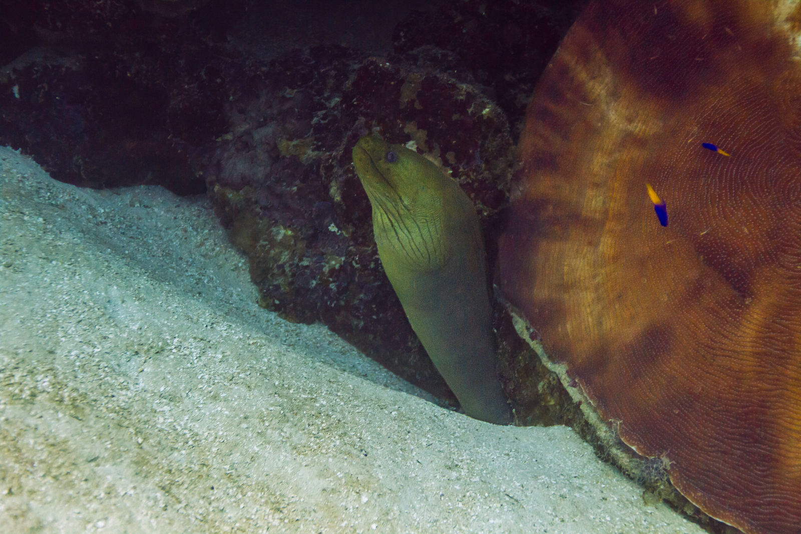 green moray eel