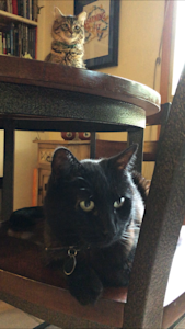 Image of brown cat on table and black cat below table sitting on a chair.