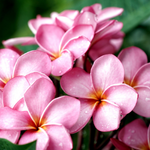 arabic flower names girl
