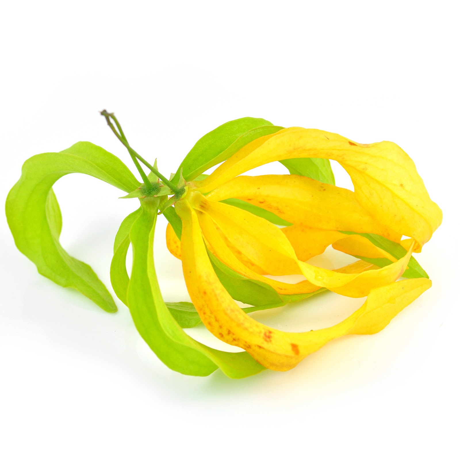 Ylang-ylang plant