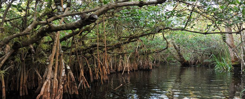 Cypress trees in the headwaters of the Everglades. 