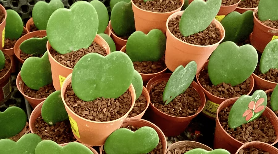 Growing Hoya Kerrii