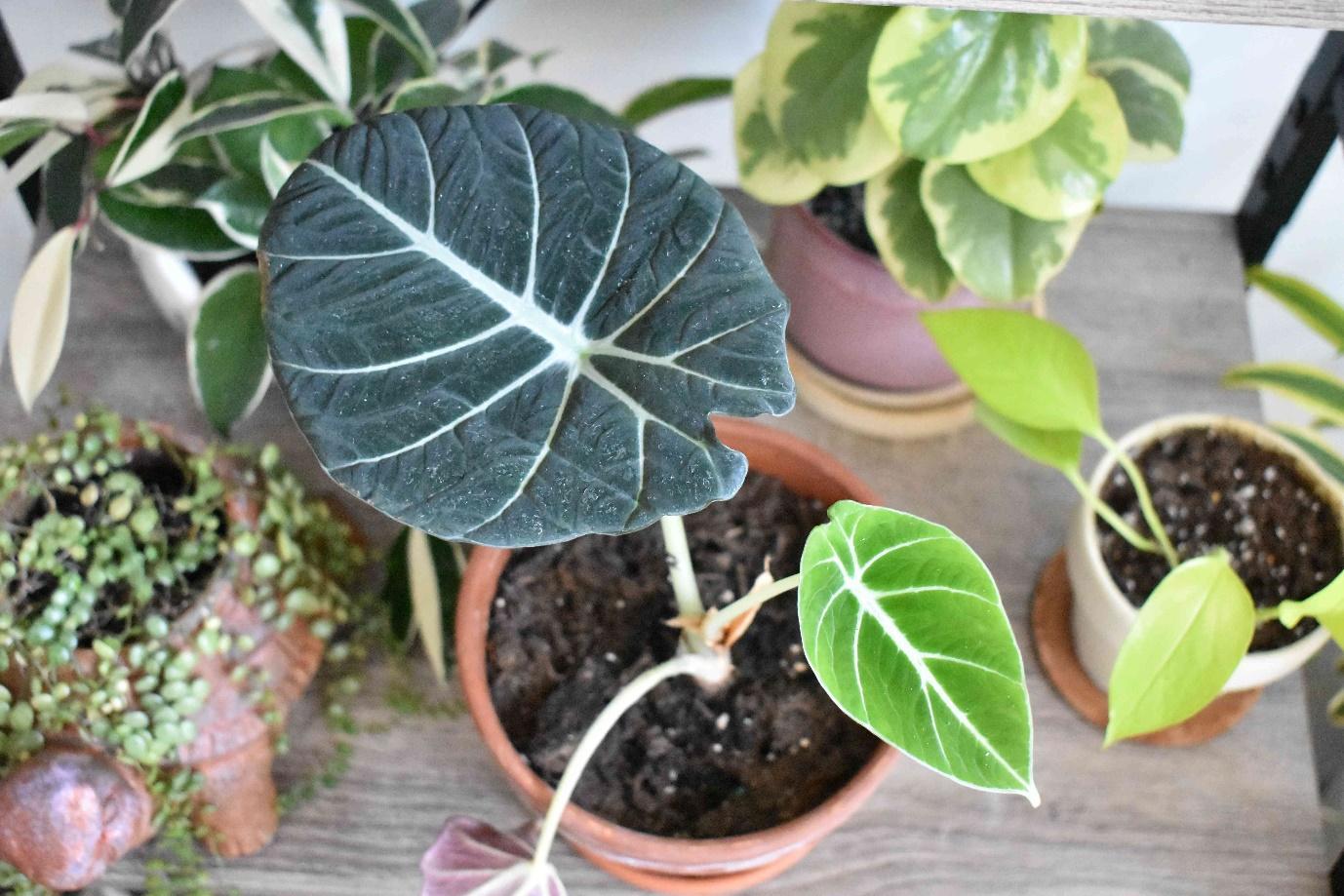 How to Grow and Care for Alocasia Black Velvet