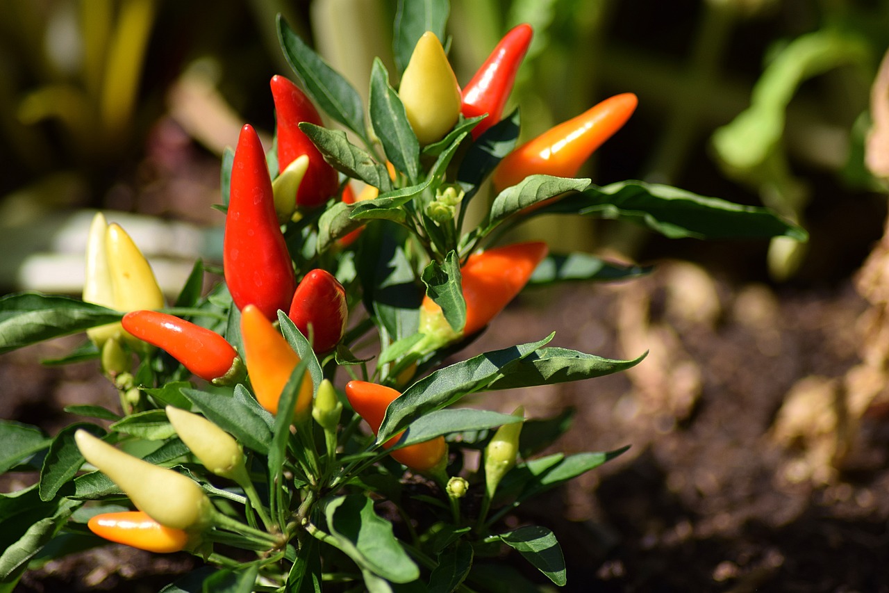 chilli and pepper  Vegetable Seeds for Arizona