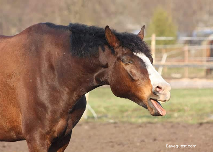 Why is My Horse Coughing