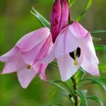 flowers name in malayalam
