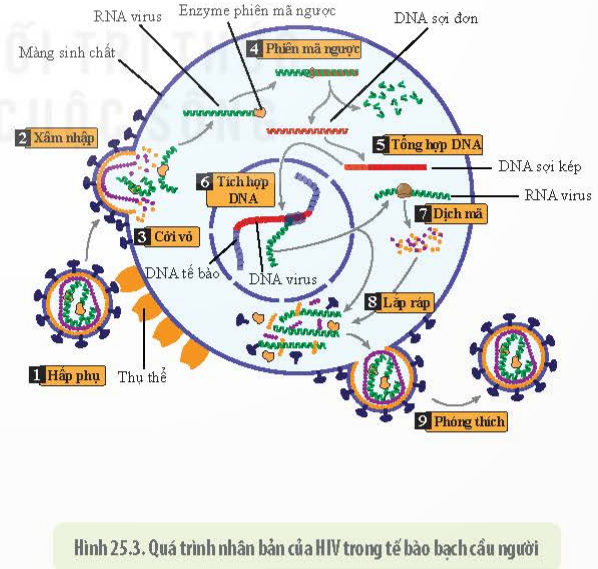 BÀI 25 - MỘT SỐ BỆNH DO VIRUS VÀ CÁC THÀNH TỰU NGHIÊN CỨU ỨNG DỤNG VIRUS