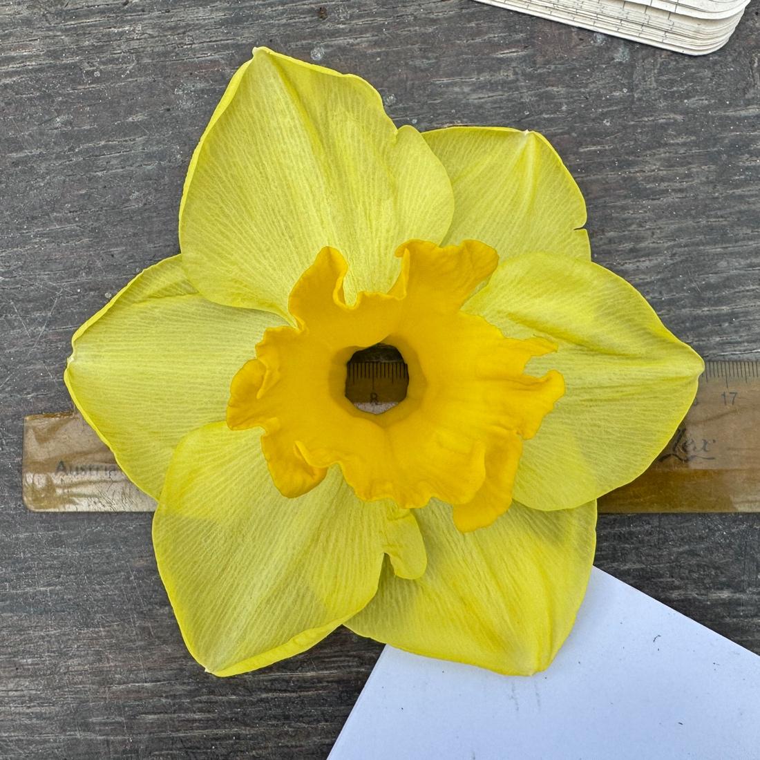 Afbeelding met narcis, bloemblaadje, bloem, geel

Automatisch gegenereerde beschrijving