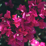 arabic flower names girl
