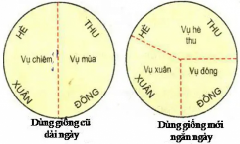 Giải bài 11 Khái niệm và vai trò của giống cây trồng