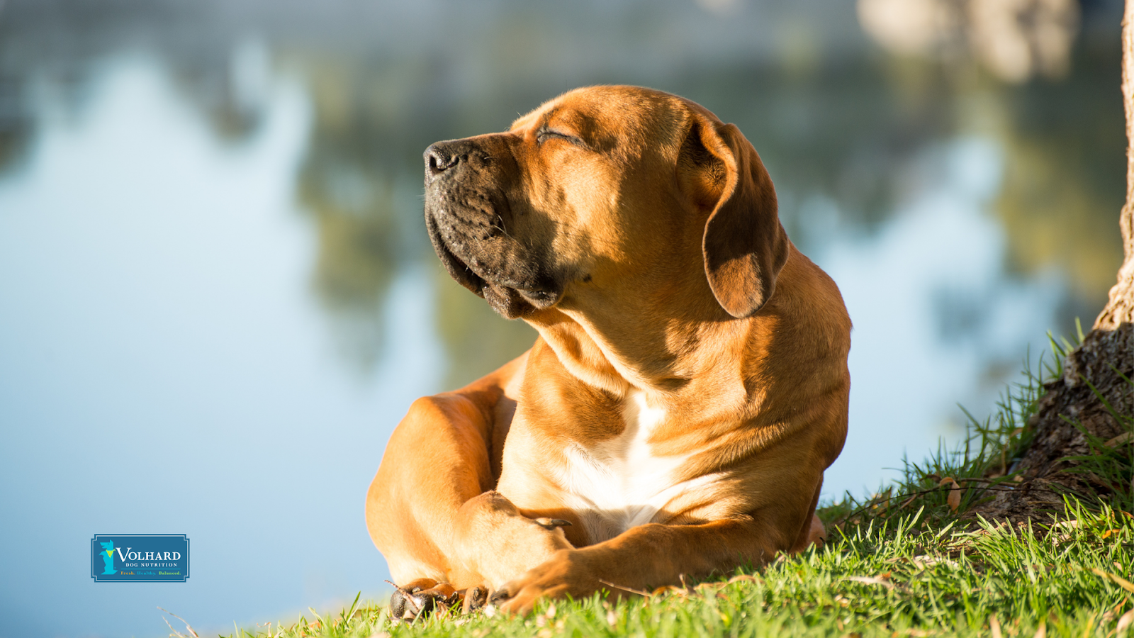 dog basking in the sun