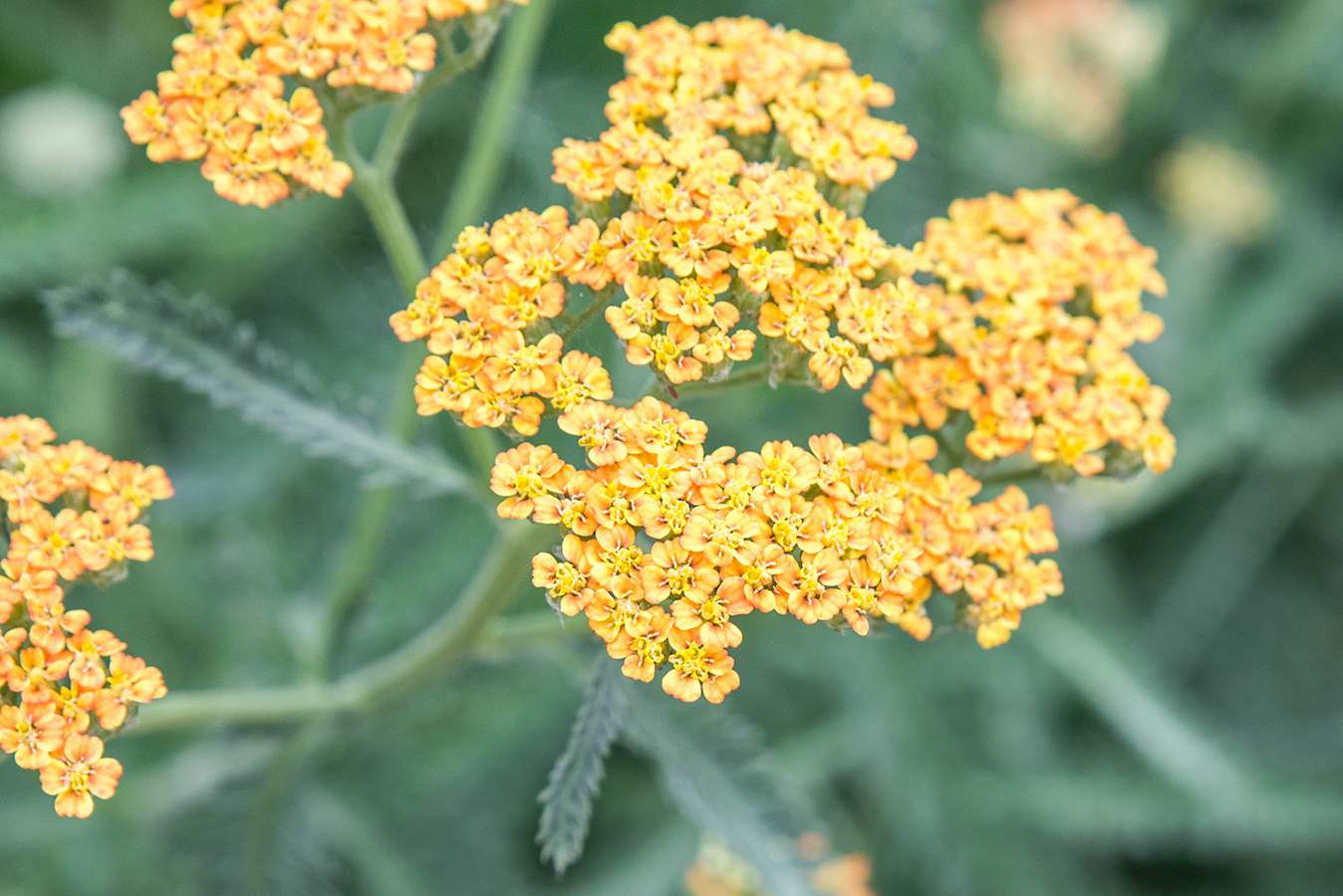 Yarrow Ideal Growing Conditions