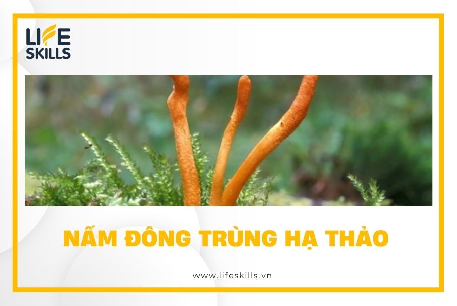 Nấm đông trùng hạ thảo