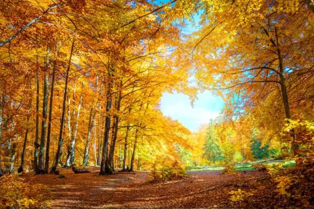 12 Nature Reflections That Look Like Paintings, mirror reflection, painted landscape, nature, forest, landscape, water art, peaceful photo