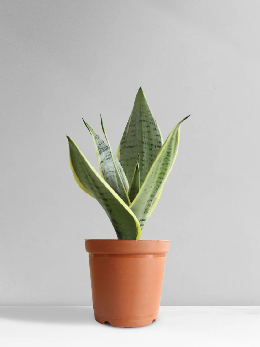 Sansevieria Silver Queen