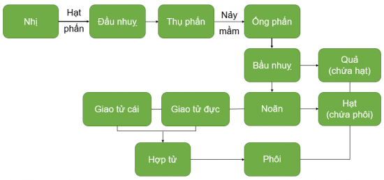 CHỦ ĐỀ 10. SINH SẢN Ở SINH VẬTBÀI 37: SINH SẢN Ở SINH VẬT1. KHÁI NIỆM SINH SẢNCâu 1: Quan sát Hình 37.1 và 37.2, em có nhận xét gì về số lượng bố mẹ tham gia sinh sản, đặc điểm cơ thể con ở sư tử và cây dâu tằm? Lấy ví dụ về sinh sản ở một số loài sinh vật khác.Đáp án chuẩn:Sinh sản ở sư tử gồm 1 bố và 1 mẹ, con sinh ra mang đặc điểm của cả bố lẫn mẹ. Sinh sản ở cây dâu tằm chỉ gồm 1 mẹ, đặc điểm của cây con giống hệt cây mẹ.VD: sinh sản ở dâu tâyCâu 2: Dự đoán hình thức sinh sản ở sư tử và cây dâu tằm.Đáp án chuẩn:Sư tử sinh sản hữu tính, dâu tây sinh sản vô tính.Luyện tập: Hình ảnh nào trong hai hình ảnh sau thể hiện sự sinh sản ở sinh vật? Giải thích.Đáp án chuẩn:Hình ảnh vịt mẹ và đàn vịt con vì có sự tăng lên về số lượng cá thể mới (vịt con). 2. SINH SẢN VÔ TÍNH Ở SINH VẬTQuan sát Hình 37.3 và trả lời câu 3,4:Câu 3: Nhận xét về sinh sản ở trùng biến hình bằng cách hoàn thành bảng sau:Đáp án chuẩn:Số cá thể tham gia sinh sản1 cá thểSố cá thể con sau sinh sản2 cá thểĐặc điểm cá thể conGiống hệt cá thể mẹ ban đầuCâu 4: Ở trùng biến hình, trong sinh sản có sự kết hợp giữa giao tử đực và giao tử cái hay không? Vì sao?Đáp án chuẩn:Không có vì chỉ có một cơ thể ban đầu phân chia cho hai cơ thể con.Câu 5: Quan sát Hình 37.4, hãy cho biết sinh sản ở cây dây nhện có điểm gì khác với sinh sản ở trùng biến hình.Đáp án chuẩn:Cây con của cây dây nhện được tạo ra từ một bộ phận của cây mẹ. Trùng biến hình: cá thể con được tạo ra trực tiếp từ cơ thể mẹ.Câu 6: Quan sát Hình 37.2 và 37.5, hãy cho biết cây con được hình thành từ bộ phận nào bằng cách hoàn thành bảng sau:Đáp án chuẩn:Đại diệnCây con phát triển từ bộ phận nào của cây?Cây dâu tâyNhánh nhỏ trên thânCây thuốc bỏngMép láCây khoai langChồi non trên củCây nghệChồi non trên củCâu 7: Em hãy nhận xét đặc điểm và số lượng cây con trong Hình 37.5 và nêu vai trò của sinh sản vô tínhĐáp án chuẩn:Cây con sinh ra giống nhau và giống cây mẹ, số lượng nhiều → giúp tạo ra số lượng lớn cá thể mới trong thời gian ngắn mà vẫn duy trì được một số đặc điểm tốt của cơ thể mẹ.Câu 8: Sinh sản sinh dưỡng là gì?Đáp án chuẩn:Là hình thức sinh sản mà cơ thể mới được hình thành từ một bộ phận (rễ, thân, lá) của cơ thể mẹ.Luyện tập: Nếu cắt từng lát cây khoai tây như hình bên cạnh thì mầm trên củ khoai tây có phát triển thành cây con được không? Vì sao?Đáp án chuẩn:Không thể vì lượng chất dinh dưỡng ở một lát khoai tây không đủ để nảy mầm, sinh trưởng và phát triển. Câu 9: Quan sát Hình 37.6, hãy mô tả sinh sản vô tính ở thuỷ tức và giun dẹp. Gọi tên hình thức sinh sản vô tính phù hợp với mỗi loại.Đáp án chuẩn:- Thuỷ tức: cơ thể mới được hình thành từ chồi con mọc lên cơ thể mẹ, chồi lớn lên có thể tách khỏi cơ thể mẹ → Sinh sản vô tính nảy chồi.- Giun dẹp: cơ thể mới được hình thành từ phân mảnh cơ thể mẹ → Sinh sản vô tính phân mảnh.Câu 10: Dự đoán đặc điểm cơ thể con so với nhau và so với cơ thể ban đầu.Đáp án chuẩn:Cơ thể con giống nhau và giống với cơ thể ban đầu.Luyện tập:Lấy một số ví dụ về hình thức sinh sản vô tính ở sinh vật.Vẽ sơ đồ một hình thức sinh sản vô tình và mô tả bằng lời.Đáp án chuẩn:Ví dụ:Vô tính nảy chồi: khoai tây, gừng, thuỷ tức, san hô,...Vô tính phân đôi: trùng đế giày, trùng biến hình,...Vô tính phân mảnh: bọt biển, giun dẹp,...Sơ đồ:San hô sinh sản vô tính bằng cách mọc chồi. Cơ thể con mọc lên từ cơ thể mẹ nhưng không tách rời mà dính liền vào cơ thể mẹCâu 11: Quan sát Hình 37.7 đến 37.10, đọc đoạn thông tin và nêu một số ứng dụng của sinh sản vô tính trong thực tiễn.Đáp án chuẩn:Nhân giống cây trồng bằng: giấm cành, chiết cành, ghép cành, nuôi cấy tế bào/mô ở thực vật.Câu 12: Nêu cơ sở khoa học của các hình thức nhân giống vô tính cây trồngĐáp án chuẩn:Quá trình nguyên phân tế bào và đặc điểm của tế bào thực vật theo nguyên tắc tính toàn năng và khả năng biệt hóa của tế bào.Luyện tập: Trong thực tiễn, con người sử dụng phương pháp giấm cành, chiết cành, ghép cành đối với những cây trồng nào?Đáp án chuẩn:- Giâm cành: mía, sắn, hoa hồng, khoai lang,...- Chiết cành: cham, cam, bưởi,...- Ghép cành: một số cây ăn quả, cây cảnh.Mở rộng: Hãy nếu những thành tựu trong thực tiễn nhờ ứng dụng nuôi cấy mô tế bàoĐáp án chuẩn:- Thành tựu: Nhân giống thành công chuối già Nam Mỹ, dâu tây chịu nhiệt,..- Ứng dụng trong việc nhân nhanh các giống cây cảnh có giá trị cao như cây hoa lan, hoa hồng,…giống cây ăn quả như chuối, dâu tây,…giống cây dược liệu như đinh lăng,…3. SINH SẢN HỮU TÍNH Ở SINH VẬTCâu 13: Quan sát Hình 37.11, hãy nhận xét sự hình thành cơ thể mới. Vẽ lại sơ đồ sinh sản hữu tính ở người.Đáp án chuẩn:- Nhận xét: hình thành cơ thể mới.- Sơ đồ: Câu 14: Vẽ và hoàn thành sơ đồ sau để phân biệt sinh sản vô tính và sinh sản hữu tính.Đáp án chuẩn:Câu 15: Hãy dự đoán đặc điểm cá thể con được sinh ra hình thành từ sinh sản hữu tínhĐáp án chuẩn:Con mang đặc điểm của cả bố và mẹ.Câu 16: Quan sát Hình 37.12, nêu các bộ phận của hoa.Đáp án chuẩn:Hoa gồm nhị hoa, nhụy hoa, tràng hoa, đài hoa.Câu 17: Quan sát Hình 37.13 và 37.14, phân biệt hoa lưỡng tính với hoa đơn tính bằng cách hoàn thành bảng sau: Đáp án chuẩn:Thành phần Hoa lưỡng tínhHoa đơn tínhHoa đựcHoa cáiNhị hoaCóCóKhôngNhuỵ hoaCóKhôngCóLuyện tập: Vẽ sơ đồ thể hiện các giai đoạn sinh sản hữu tính ở thực vậtĐáp án chuẩn:Nhị và nhuỵ chín → Thụ phấn → Thụ tinh → Quả, hạt hình thành và lớn lênCâu 18: Quan sát Hình 37.15 và đọc thông tin, hãy mô tả sự thụ phấn và sự thụ tinh bằng cách xác định thứ tự đúng của các sự kiện sau.Đáp án chuẩn:Các sự kiện trong quá trình thụ phấn và thụ tinhThứ tự đúngỐng phấn tiếp xúc với noãn.4Giao tử đực kết hợp với giao tử cái tạo thành hợp tử.5Hạt phấn rơi vào đầu nhuỵ và nảy mầm.2Ống phấn mọc dài ra trong vòi nhuỵ và đi vào bầu nhuỵ.3Nhuỵ và nhị cùng chín.1Câu 19: Hãy phân biệt thụ phấn và thụ tinh. Sản phẩm của sự thụ tinh ở thực vật có hoa là gì?Đáp án chuẩn:Thụ phấnThụ tinhLà hiện tượng hạt phấn tiếp xúc với đầu nhụy.Là hiện tượng giao tử đực kết hợp với giao tử cái tại noãn tạo thành một tế bào mới gọi là hợp tử.Sản phẩm: hợp tử.Câu 20: Quan sát Hình 37.16 và đọc thông tin, hãy cho biết quả được hình thành và lớn lên như thế nào?Đáp án chuẩn:Sau khi thụ tinh: hợp tử → phôi, noãn → hạt chứa phôi, bầu nhuỵ → quả chứa hạt. Tế bào phân chia → Quả lớn lên, cánh hoá, nhị hoa, vòi nhuỵ khô và rụng.Câu 21: Quả có vai trò gì đối với đời sống của cây và đời sống con người?Đáp án chuẩn:- Đời sống của cây: bảo vệ hạt và giúp hạt phát tán, hấp dẫn động vật ăn quả giúp cho sự phát tán nòi giống.- Con người: nguồn cung cấp chất dinh dưỡng quan trọng.Luyện tập: Vẽ và hoàn thành sơ đồ về sinh sản hữu tính ở thực vật.Đáp án chuẩn:Câu 22: Quan sát Hình 37.17 và 37.18, vẽ sơ đồ chung về sinh sản hữu tính ở động vật.Đáp án chuẩn:Câu 23: Nêu một số hình thức sinh sản hữu tính ở động vật. Vẽ sơ đồ phân biệt các hình thức sinh sản đó.Đáp án chuẩn:Sơ đồ:Câu 24: Dự đoán đặc điểm con sinh ra. Theo em, đặc điểm này có ý nghĩa gì đối với sinh vật?Đáp án chuẩn:Con sinh ra mang đặc điểm của cả hai bố mẹ → Tạo ra những cá thể mới đa dạng, kết hợp được các đặc tính tốt của bố và mẹ → Thích nghi tốt hơn.Luyện tập:Hãy kể tên vật nuôi có hình thức sinh sản hữu tính là đẻ con hoặc đẻ trứng.Nêu vai trò của sinh sản hữu tính đối với sinh vật và trong thực tiễn.Đáp án chuẩn:- Đẻ con: chó, mèo, trâu, bò, lợn,...- Đẻ trứng: gà, vịt, ngan, ngỗng, cá, tôm,...- Vai trò: duy trì nòi giống, kết hợp được các đặc tính tốt, giúp thích nghi tốt hơn, tạo ra nguồn nguyên liệu cho sản xuất và thực phẩm.Câu 25: Theo em, sinh sản hữu tính có những ưu điểm nào? Con người đã ứng dụng sinh sản hữu tính trong thực tiễn nhằm mục đích gì?Đáp án chuẩn:- Ưu điểm: Tạo ra các cá thể mới đa dạng về các đặc điểm di truyền - Mục đích: tạo ra con giống vật nuôi, cây trồng theo nhu cầu; tạo ra con lai có sức sống tốt, năng suất cao.BÀI TẬP