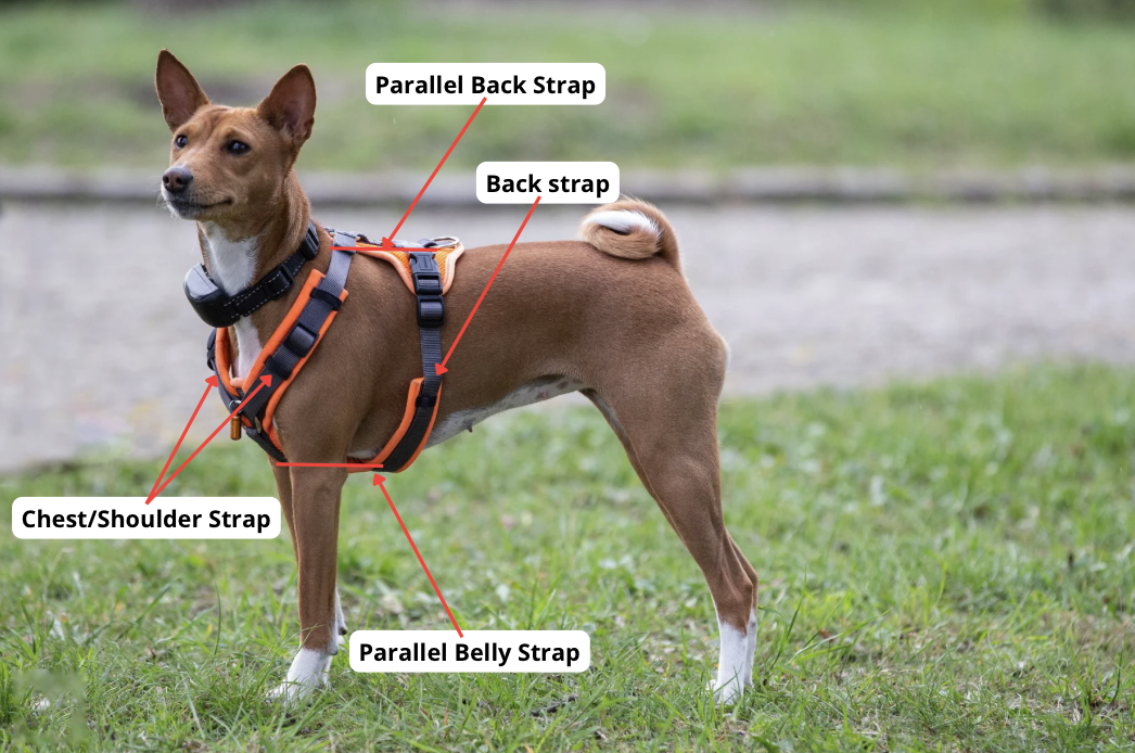 Dog in upright posture wearing a harness