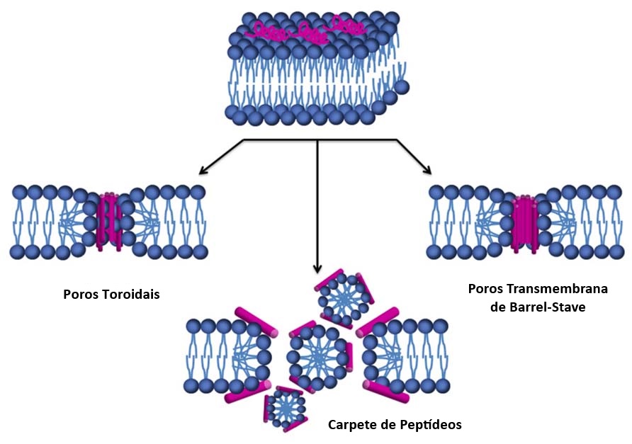 Tipos de ligação entre peptídeos e membrana plasmática