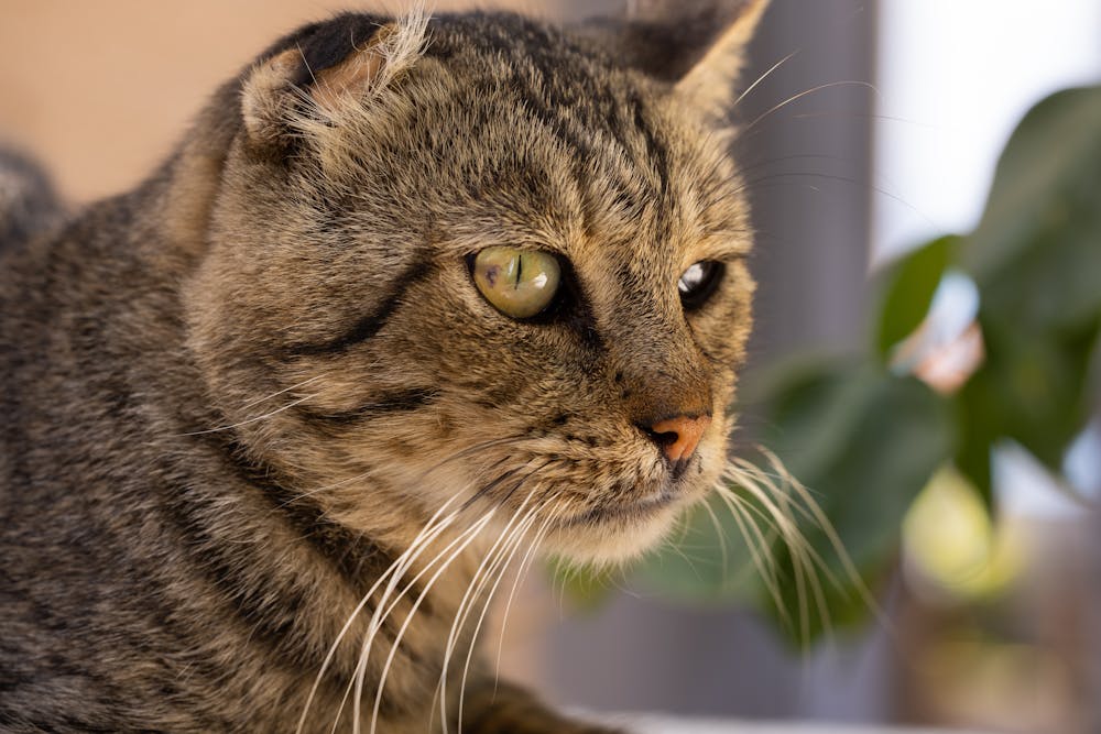 A Close-up Shot of a Cat with Whiskers on It's Face