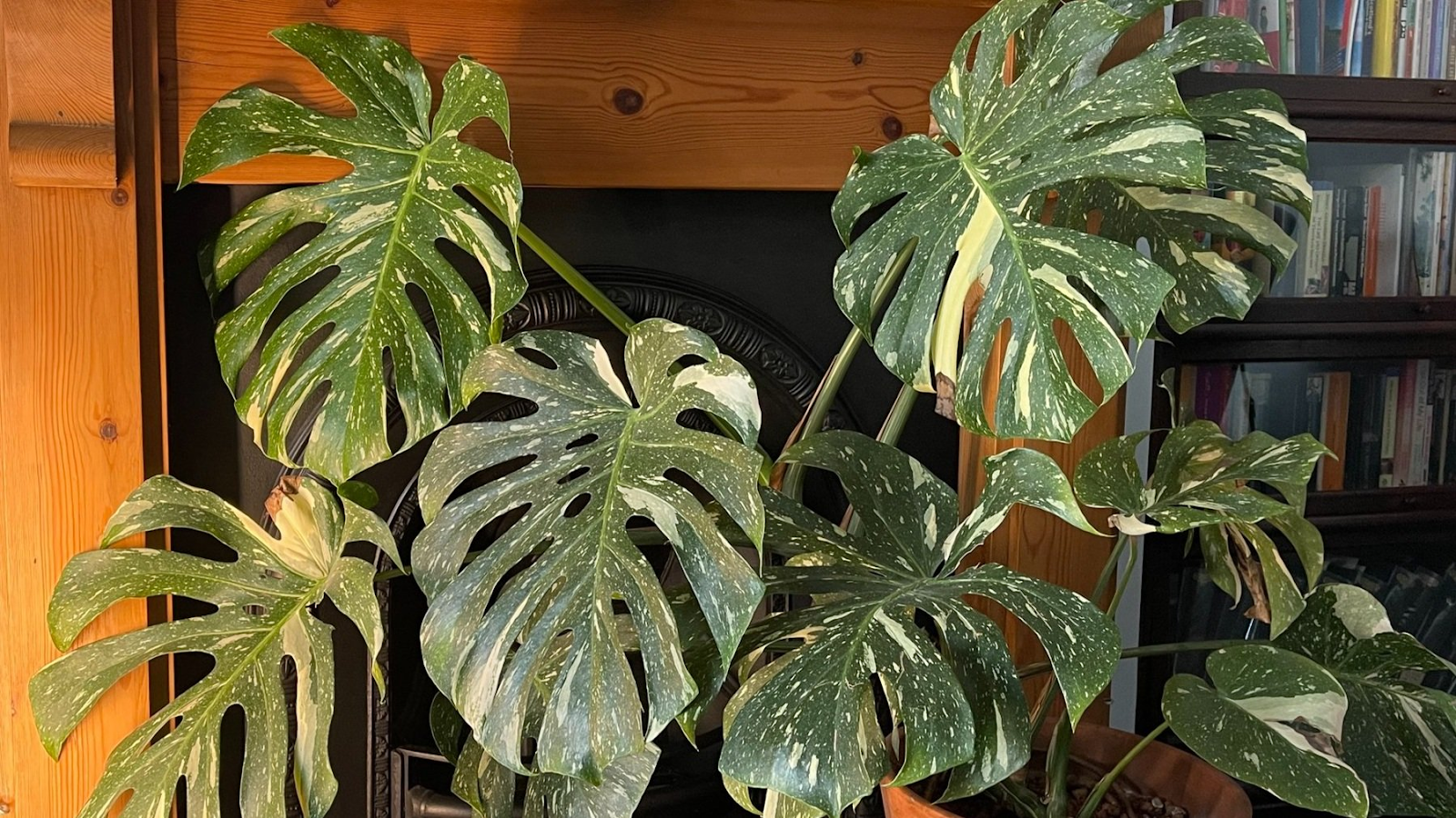 Monstera Thai Constellation