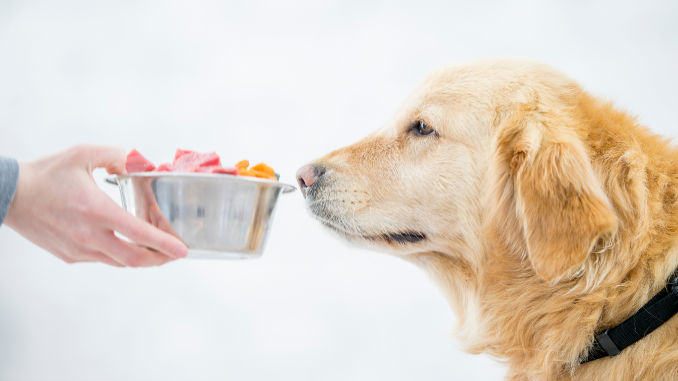 犬の腎臓病（腎不全）の食事