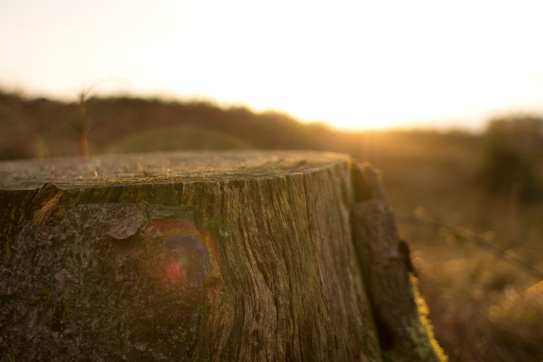 Charcoal briquettes on a stump