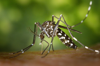 Simple - steps - to - safeguard - your - health - from - mosquito - bites - and - related - diseases.