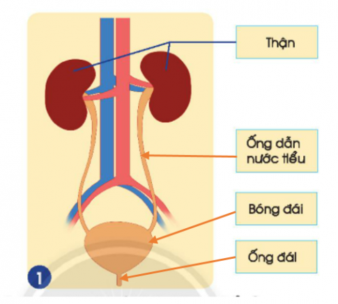 BÀI 23. CƠ QUAN BÀI TIẾT NƯỚC TIỂU