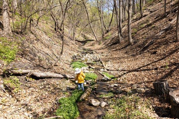 A child dressed in jeans and a yellow jacket and white hat stands by a shallow, narrow creek that runs between two wooded hills. 