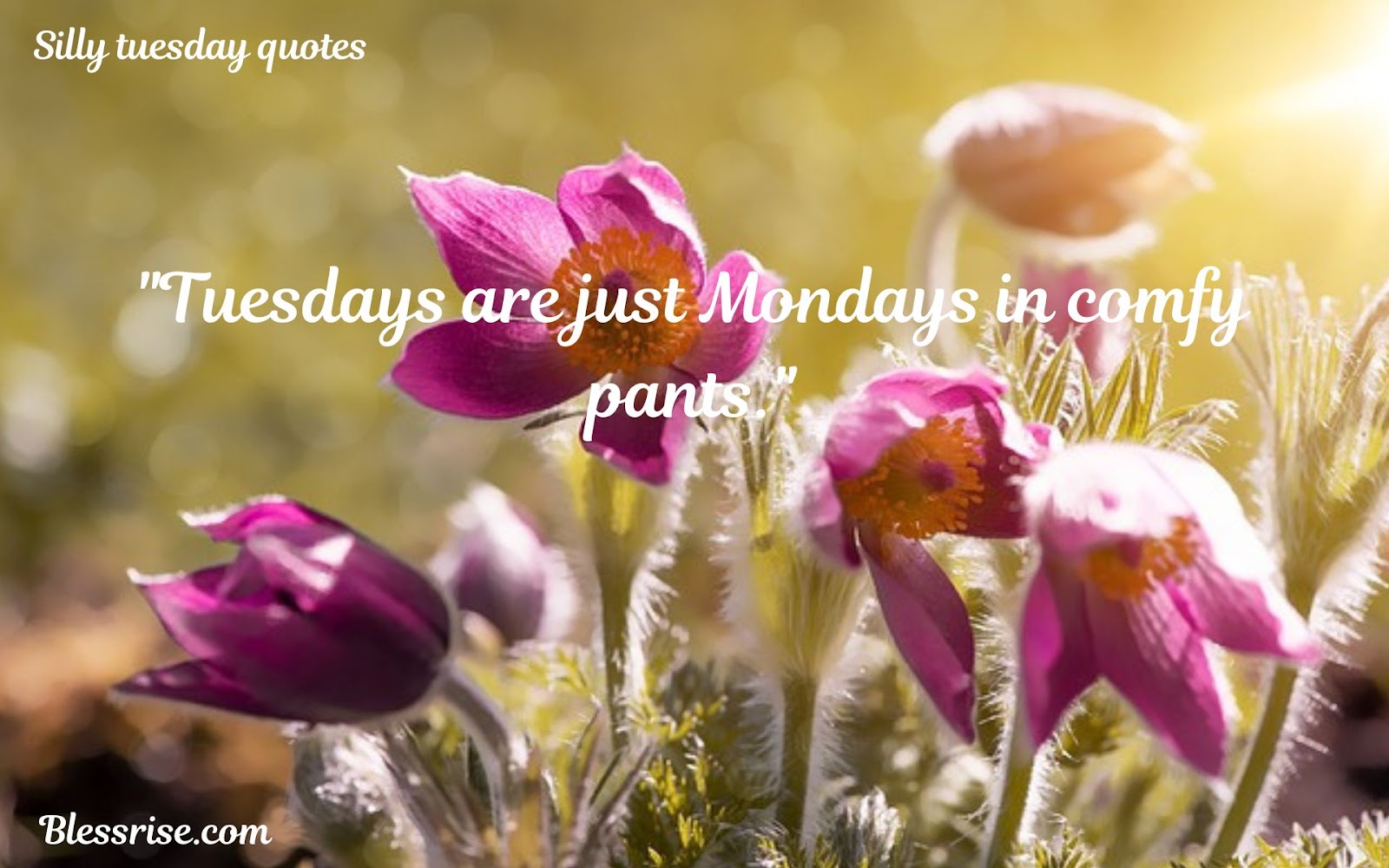 Inspirational Tuesday Quotes
