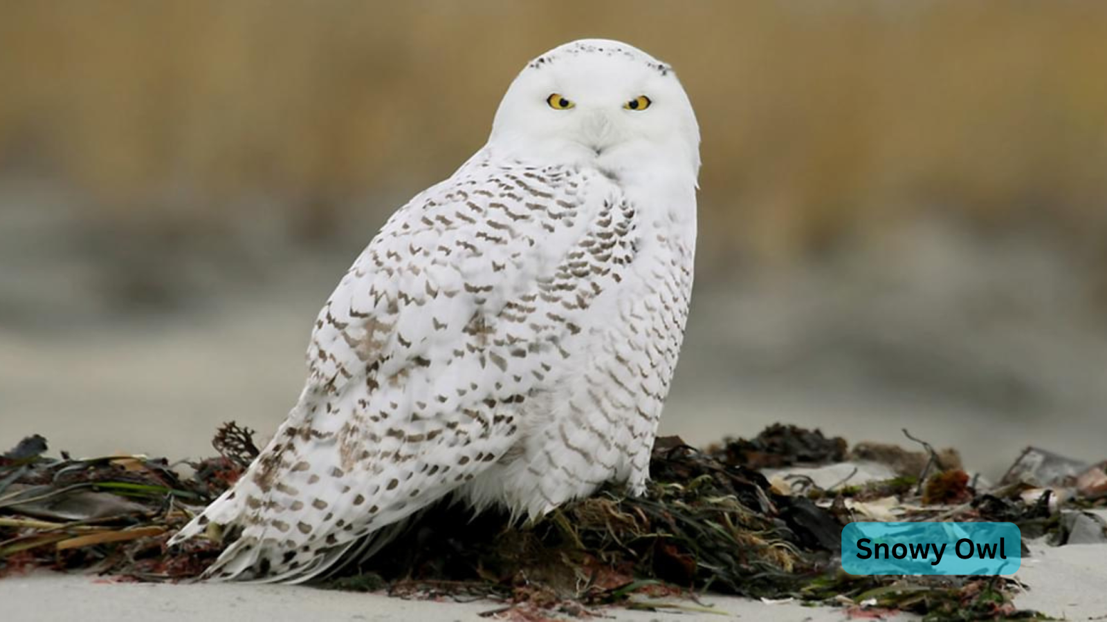 Snowy Owl